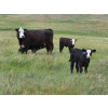Image 5 : Iron Saddle Ranch - 600# November Delivery Steer Calves - 102 Head (Sintaluta, SK) VBP+