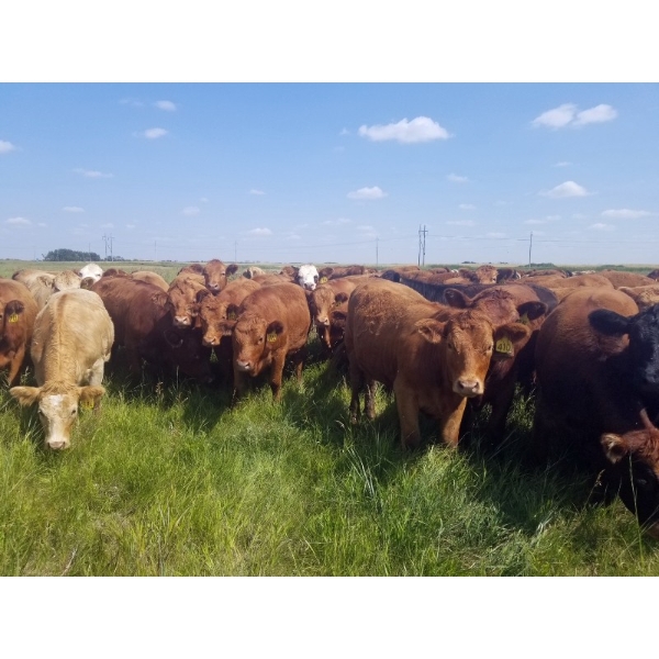 Tyton Farms Ltd. - 825# September Delivery Grass Heifers - 74 Head (Birtle, MB) VBP+