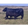 Image 3 : AJS Ranch - 600# October Delivery Steer Calves - 35 Head (Botha, AB)