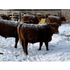 Image 9 : Helland Land & Cattle Co. Ltd. - 932# March/April Delivery Steers - 39 Head (Lomond, AB)