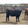 Image 13 : Lynden Land & Cattle - 900# June Delivery Steers - 50 Head (Linden, AB)