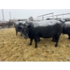 Image 1 : Jake Giesbrecht - 3 BBF Cows (Pen 430)