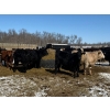 Image 2 : Calvin Rekydal - 775# March Delivery Steers - 80 Head (Vogar, MB) VBP+