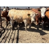 Image 2 : Birch Island Land & Cattle - 1050# May Delivery Steers - 114 Head (Rhein, SK)