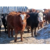 Image 6 : Little Rainbow Ranch - 725# March Delivery Steers - 84 Head (Moosomin, SK)