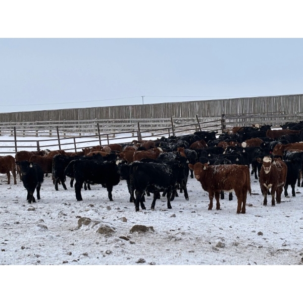 Franklin Cattle Co. - 650# February Delivery Heifers - 140 Head (Grenfell, SK)