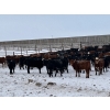 Image 1 : Franklin Cattle Co. - 650# February Delivery Heifers - 140 Head (Grenfell, SK)