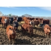Image 5 : Carl Chomistek - 950# March Delivery Steers - 240 Head (Rolling Hills, AB)