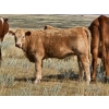Image 2 : Logan Brothers (Rod, Barry & Bruce) - 670# Heifer Calves - 80 Head (Oyen, AB)