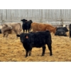Image 6 : JDC AG - 900# June/July Delivery Heifers - 330 Head (Yorkton, SK)