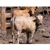 Image 9 : Merlin Torkelson - 925# June Delivery Heifers - 100 Head (Duchess, AB)
