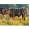 Image 5 : Brad, Kelly & Oliver Deschamps - 590# October Delivery Steer Calves - 100 Head (Patricia, AB)
