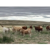 Image 3 : H&K Ranch - 590# October Delivery Steer Calves - 100 Head (Hilda, AB)