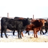 Image 2 : Coteau Ranch - 1050# December Delivery Open Heifers - 23 Head (Kisbey, SK)