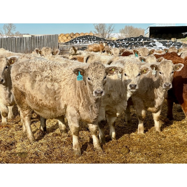 Stahlville Colony - 960# January Delivery Heifers - 81 Head (Rockyford, AB)