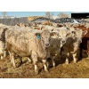Image 1 : Stahlville Colony - 960# January Delivery Heifers - 81 Head (Rockyford, AB)