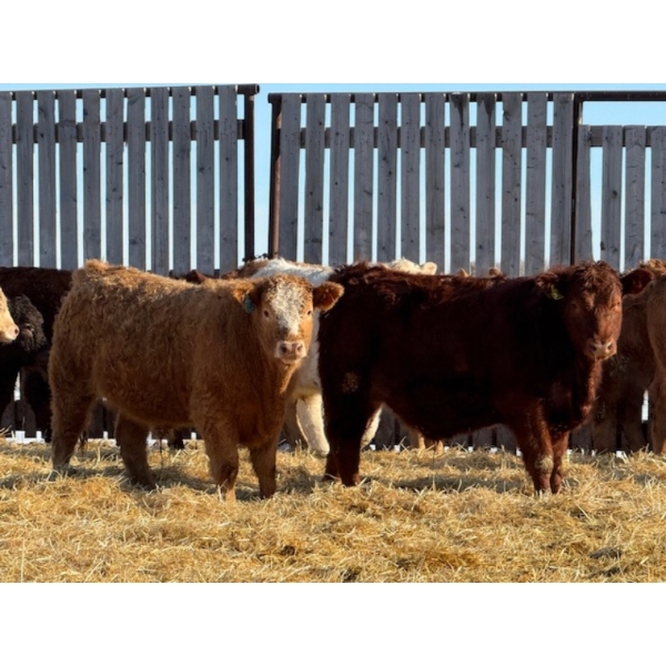 Rusty Ridge Cattle Co. Ltd. - 950# February Delivery Steers - 120 Head (Bowden, AB)