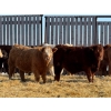 Image 1 : Rusty Ridge Cattle Co. Ltd. - 950# February Delivery Steers - 120 Head (Bowden, AB)