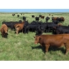 Image 6 : McDougald Ranch Ltd. - 1000# September Delivery Grass Steers - 160 Head (Maple Creek, SK)