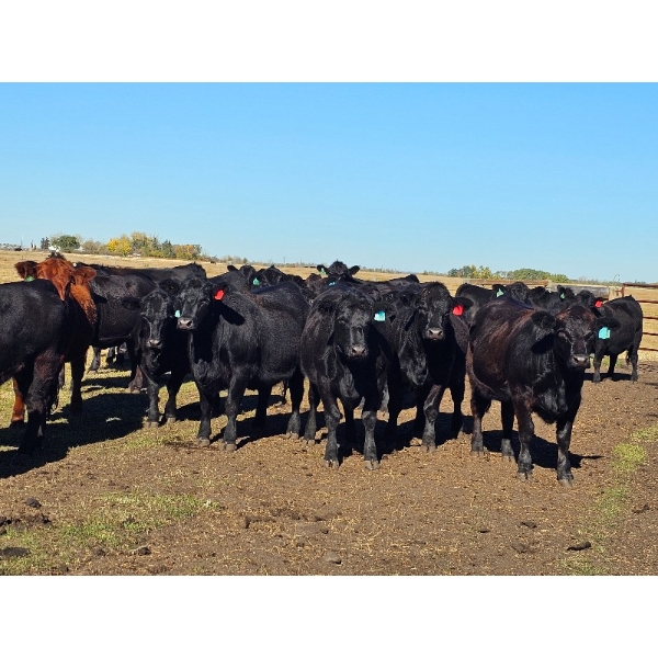 Gary & Leigh Rairdan - 18 January Calving Simm/Angus X Bred Heifers (Stettler, AB)