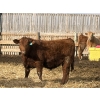 Image 5 : X Bar X Cattle Co. Ltd. - 1000# March Delivery Steers - 62 Head (Lomond, AB)