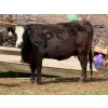 Image 7 : Kyle Torkelson - 8 BBF 1st Calf Pairs (Millicent, AB)
