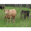 Image 7 : 6 S Feeders Inc. - 1500# October Delivery Cows - 42 Head (Moosomin, SK)
