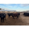 Image 6 : Chipping Hill Cattle Co. - 975# September Delivery Steers - 126 Head (MacGregor, MB)