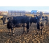 Image 3 : Darren MacMillan - 655# March Delivery Steers - 95 Head (Marquette, MB)