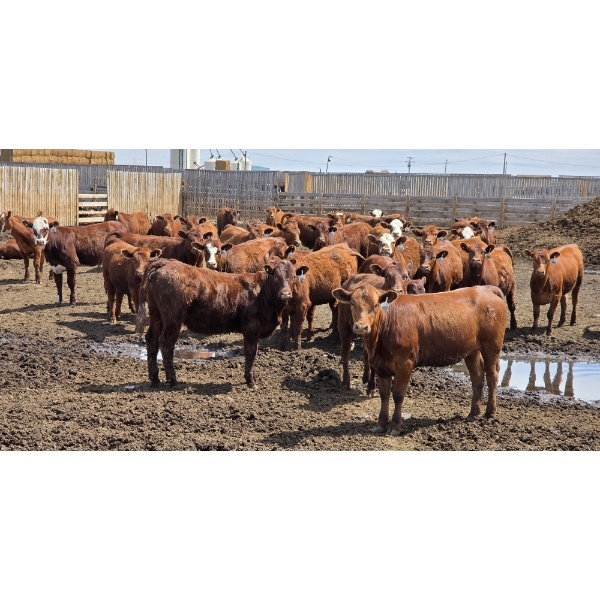 Ripple Rock Ranch - 710# June Delivery Heifers - 88 Head (Fincastle, AB)