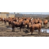 Image 1 : Ripple Rock Ranch - 710# June Delivery Heifers - 88 Head (Fincastle, AB)