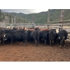 Image 2 : Frolek Cattle Co. - 730# March/April Delivery Heifers - 85 Head (Knutsford, BC)