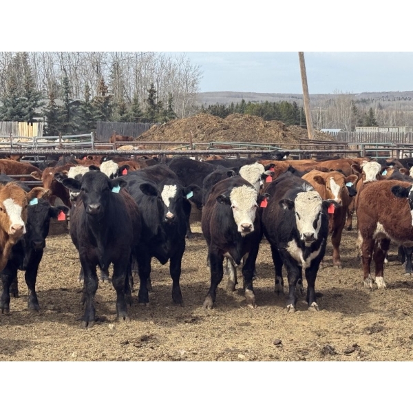 Midpoint Farms - 1000# May Delivery Steers - 62 Head (Drayton Valley, AB)