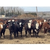 Image 1 : Midpoint Farms - 1000# May Delivery Steers - 62 Head (Drayton Valley, AB)