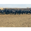 Image 8 : M.S. MacLean Livestock - 1020# May Delivery Steers - 65 Head (Coaldale, AB)
