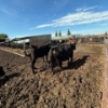 Image 3 : Idaho Dairies/Ranches - 11 Cows (Burley, ID)