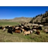 Image 2 : Harpur Ranch - 590# November Delivery Steer Calves - 70 Head (Rock Creek, BC)