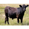 Image 6 : Riverbend Ranch - 1080# October Delivery Grass Steers - 180 Head (Coronation, AB)