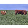 Image 4 : J&E Farms Ltd. - 620# November Delivery Heifer Calves - 100 Head (Tilley, AB)