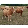 Image 11 : Gate Way Ranch - 1025# September Delivery Grass Steers - 180 Head (Elkhorn, MB)