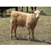 Image 7 : Wolfer Ranching/Wolfer Cattle Co. - 600# October Delivery Steer Calves - 60 Head (Tilley, AB)