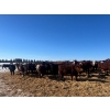 Image 2 : Ten Bar Cattle Co. - 1075# September Delivery Grass Steers - 173 Head (Brownvale, AB)