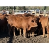Image 6 : Alta Bar Ranch - 600# October Delivery Steer Calves - 100 Head (Rimbey, AB)