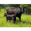 Image 2 : Ernest Wiebe - 40 1st & 2nd Calf Simm-Angus Pairs (Rose Prairie, BC)