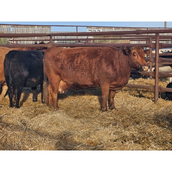Tanner McCoomb - 3 Black Heifers (Pen 428)