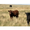 Image 8 : Rommens Farm Ltd. - 575# October Delivery Steer Calves - 65 Head (Brooks, AB)