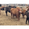 Image 6 : Lazy B Farm & Ranch - 975# Aug/Sept Delivery Heifers - 100 Head (Linden, AB)