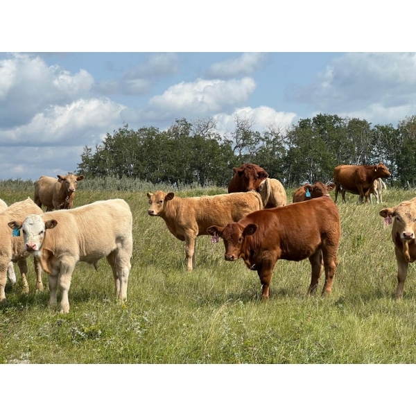 Riley & Roxanne Braun - 630# November Delivery Steer Calves - 95 Head (Rosetown, SK) VBP+