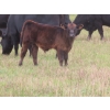 Image 5 : Clay Ridge Stock Farms Inc. - 460# November Delivery Steer Calves - 80 Head (Fairlight, SK)