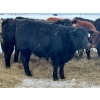 Image 16 : Bruce & Heather Clayton - 600# December Delivery Steer Calves - 100 Head (Strathmore, AB)
